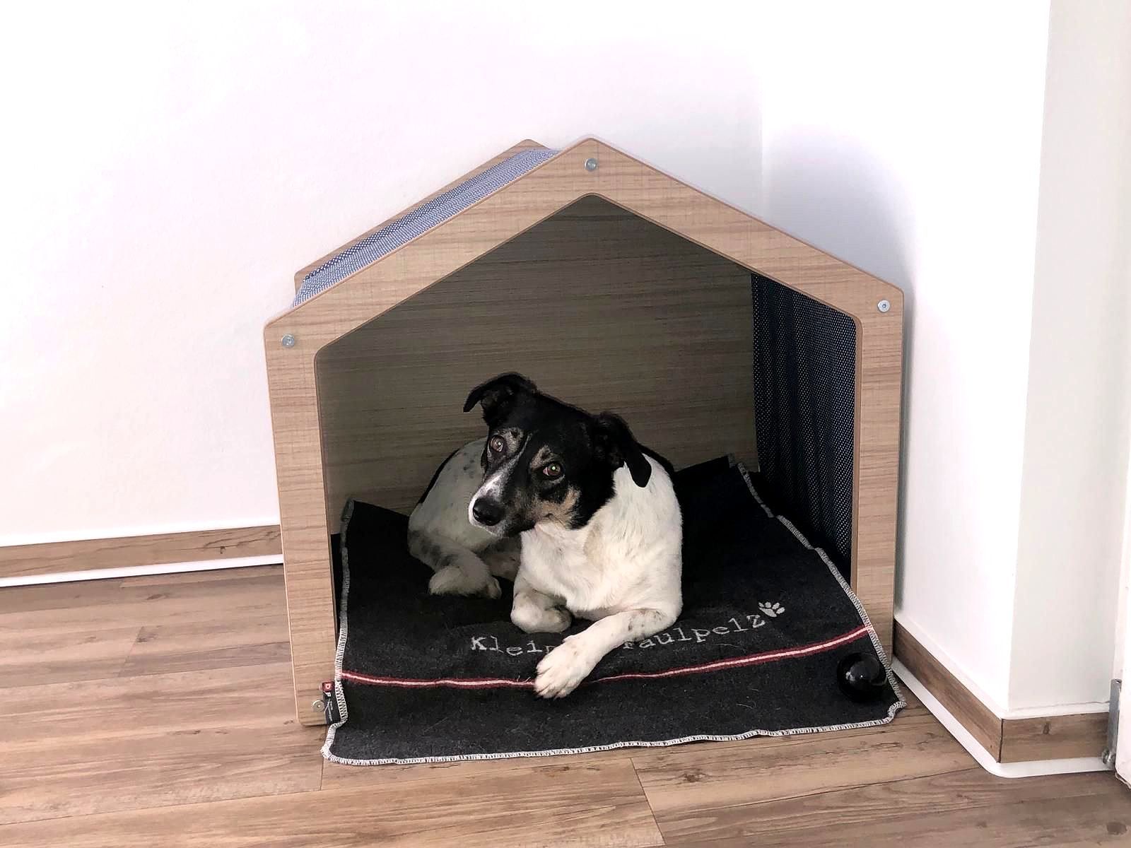 Elli ist unser Praxishund