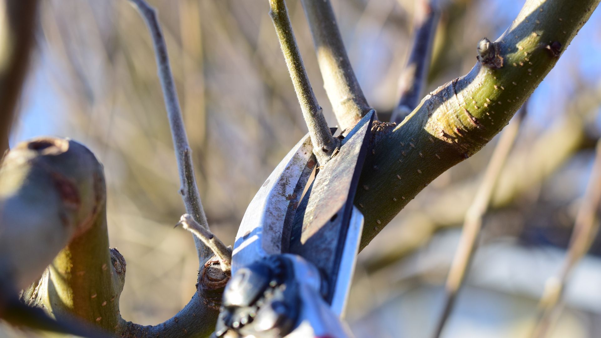 A person is cutting a tree branch with a pair of scissors.