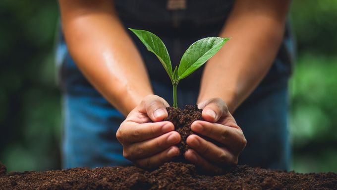 A person is holding a small plant in their hands.