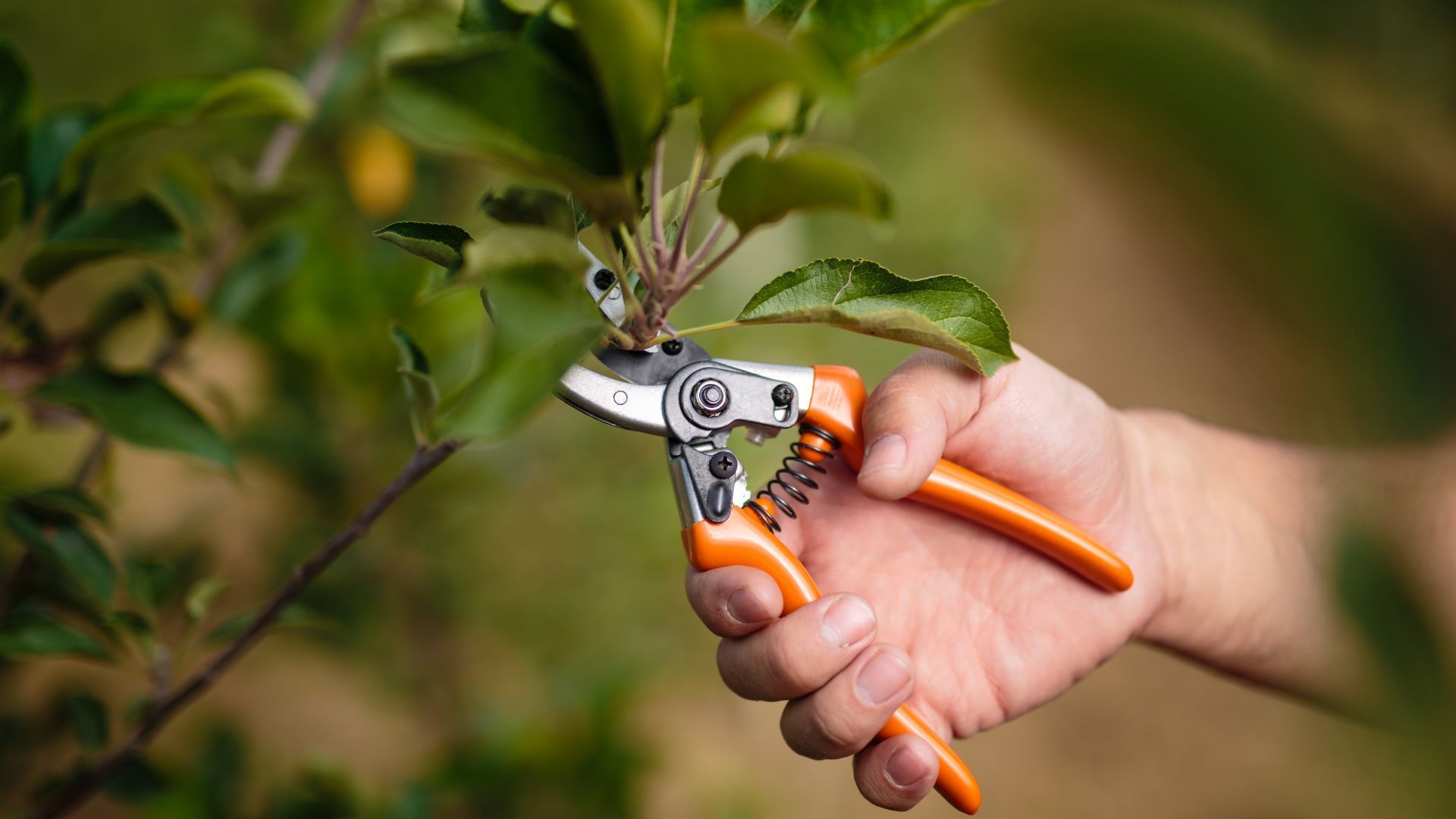 A person is cutting a tree branch with a pair of scissors.