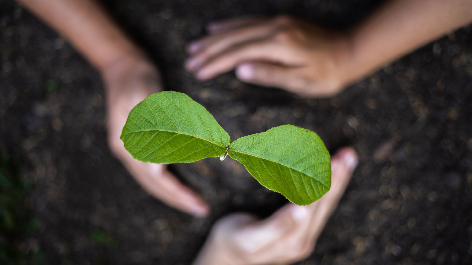 A person is holding a small plant in their hands.