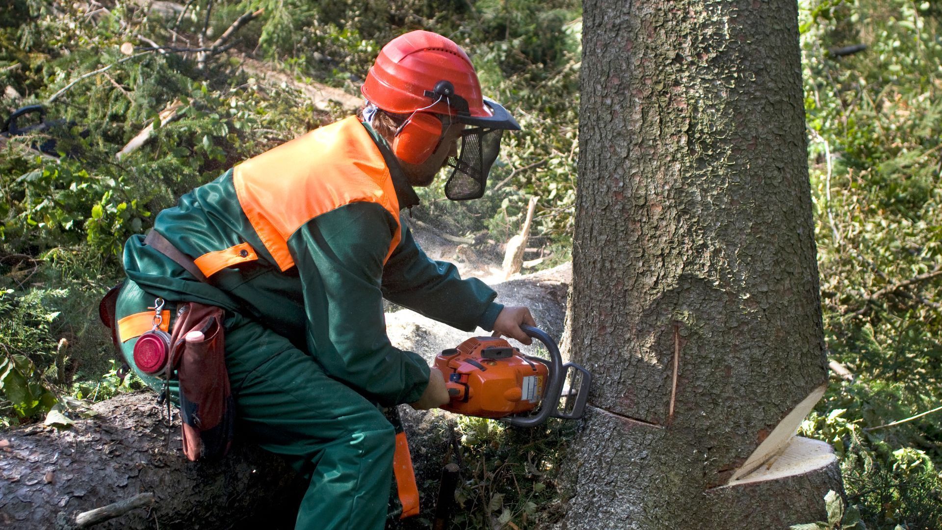 A man is cutting a tree with a chainsaw.