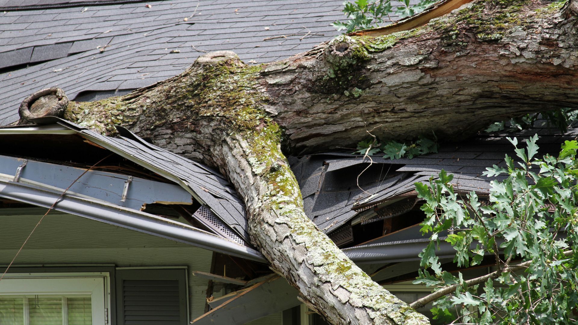 A tree has fallen on the roof of a house.