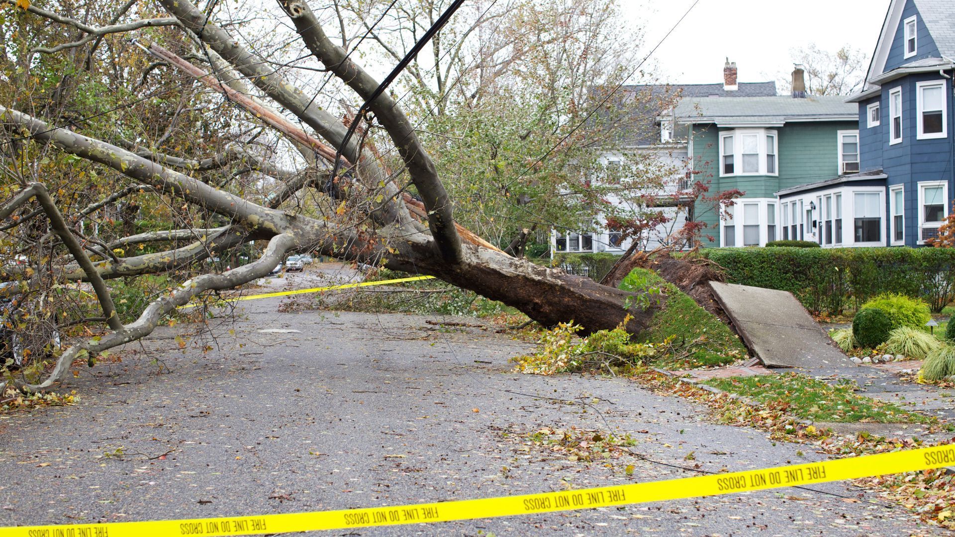 A tree that has fallen on the side of a road