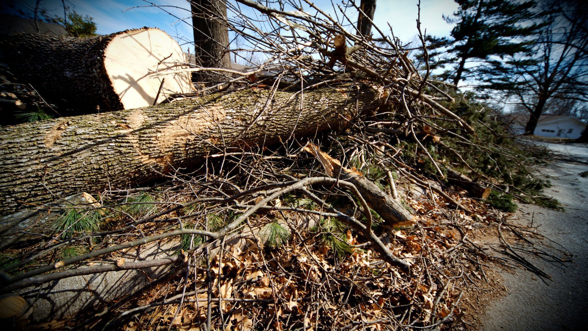 A large log is sitting on top of a pile of branches.