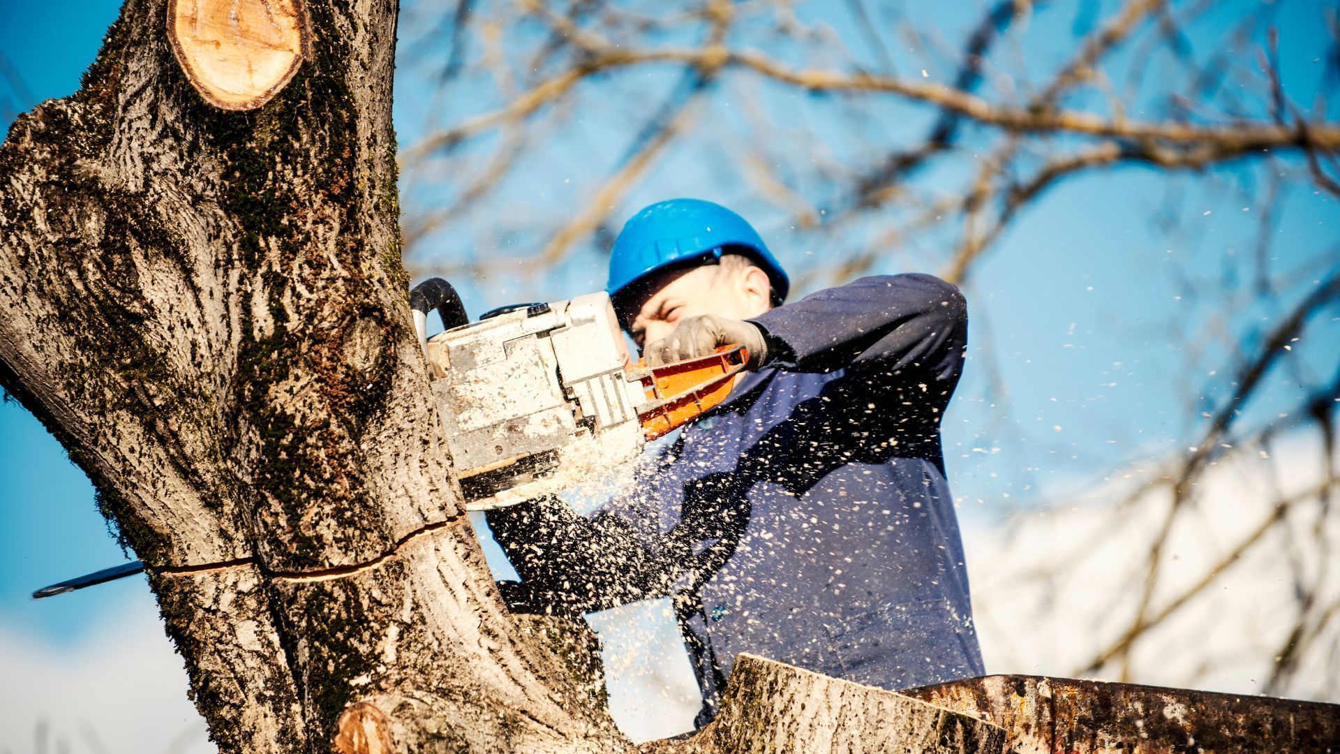 A man is cutting a tree with a chainsaw.