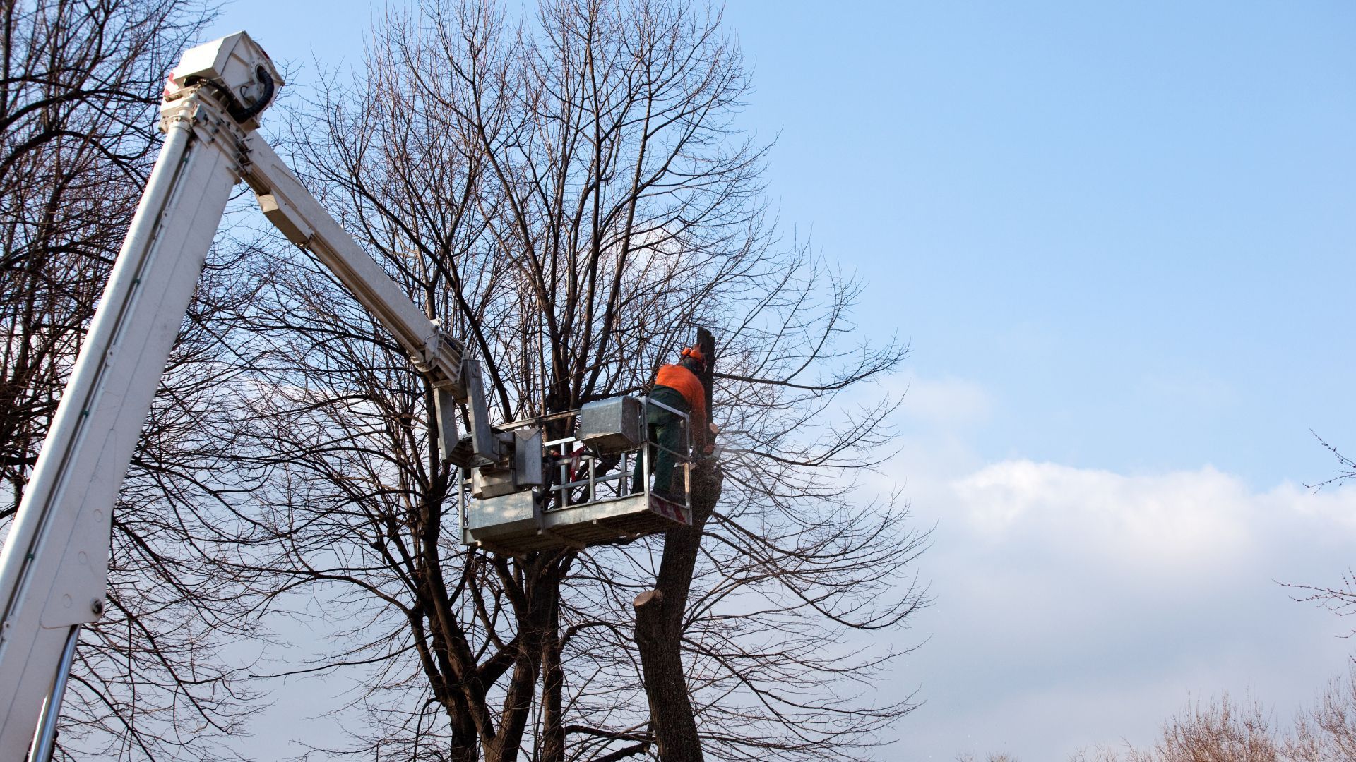 A man is cutting a tree with a crane.