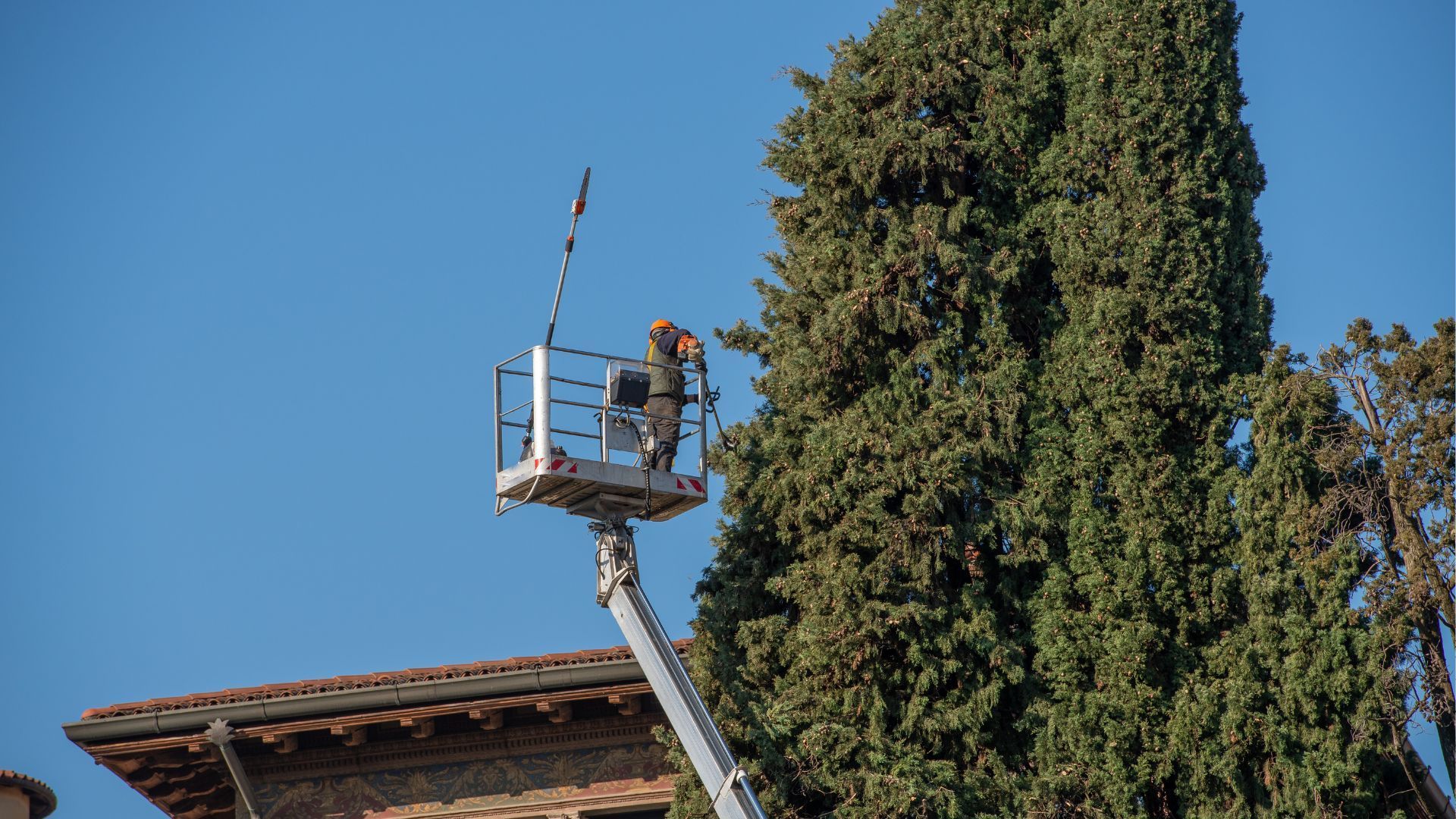 A man is standing on a crane cutting a tree.