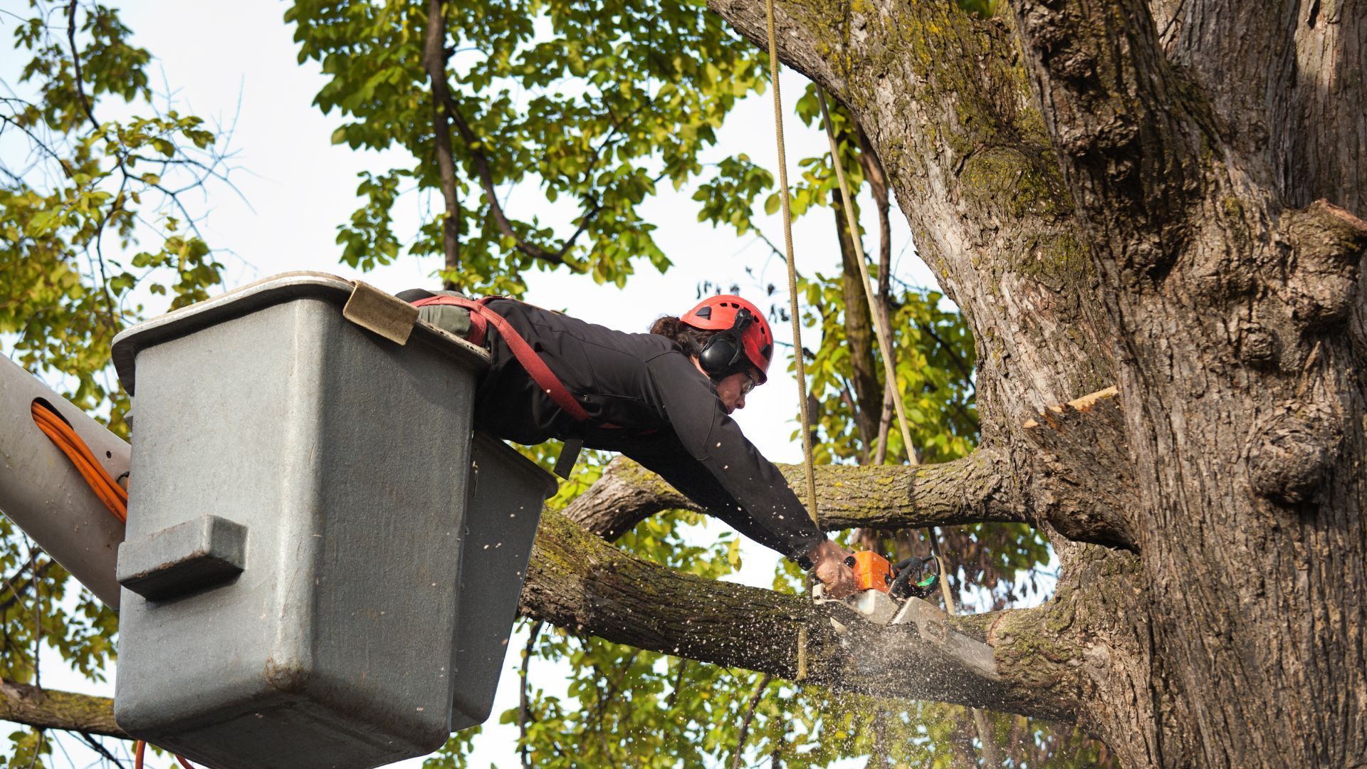 A man in a bucket is cutting a tree branch with a chainsaw.