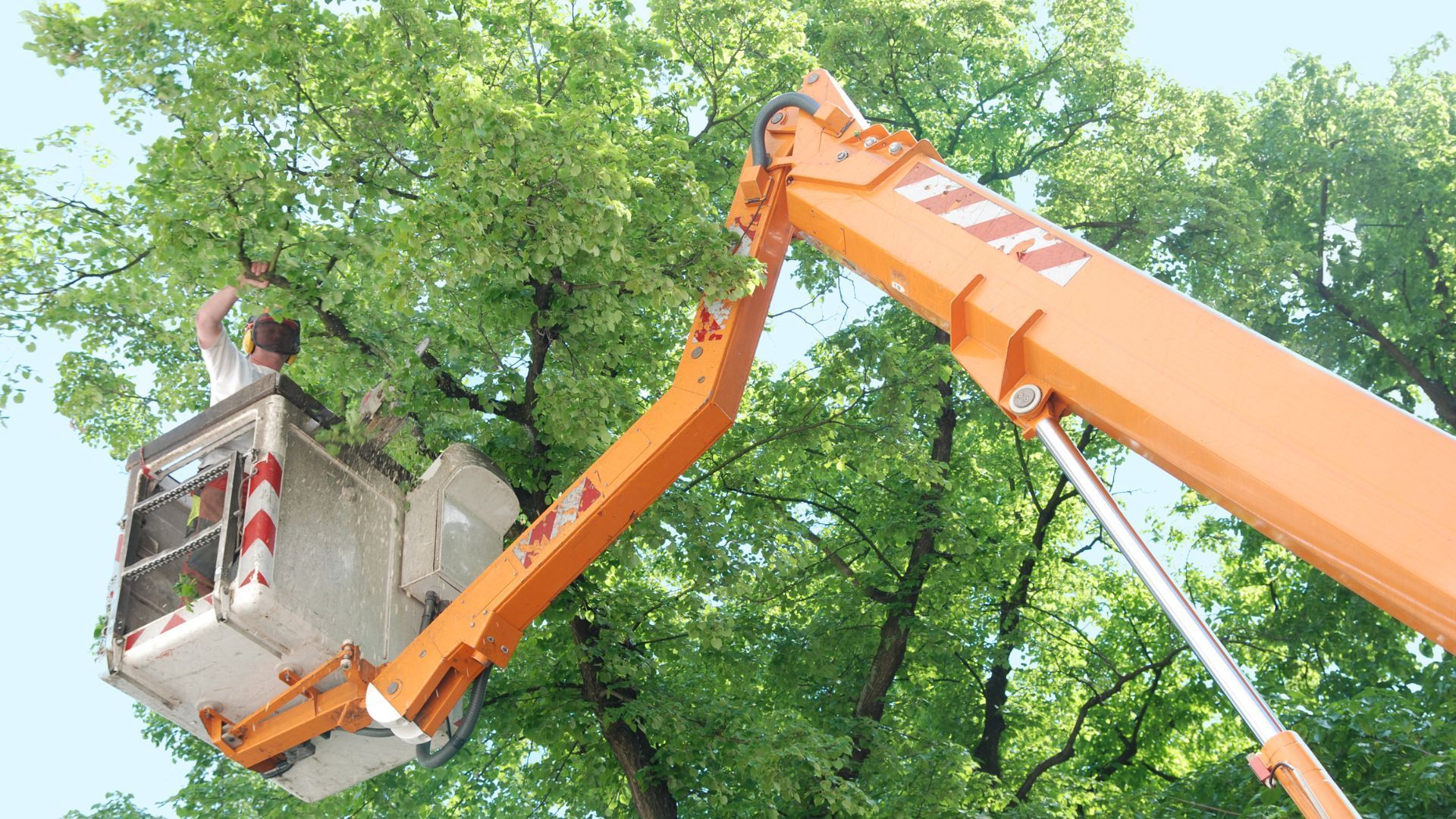 A man is cutting a tree with a crane.