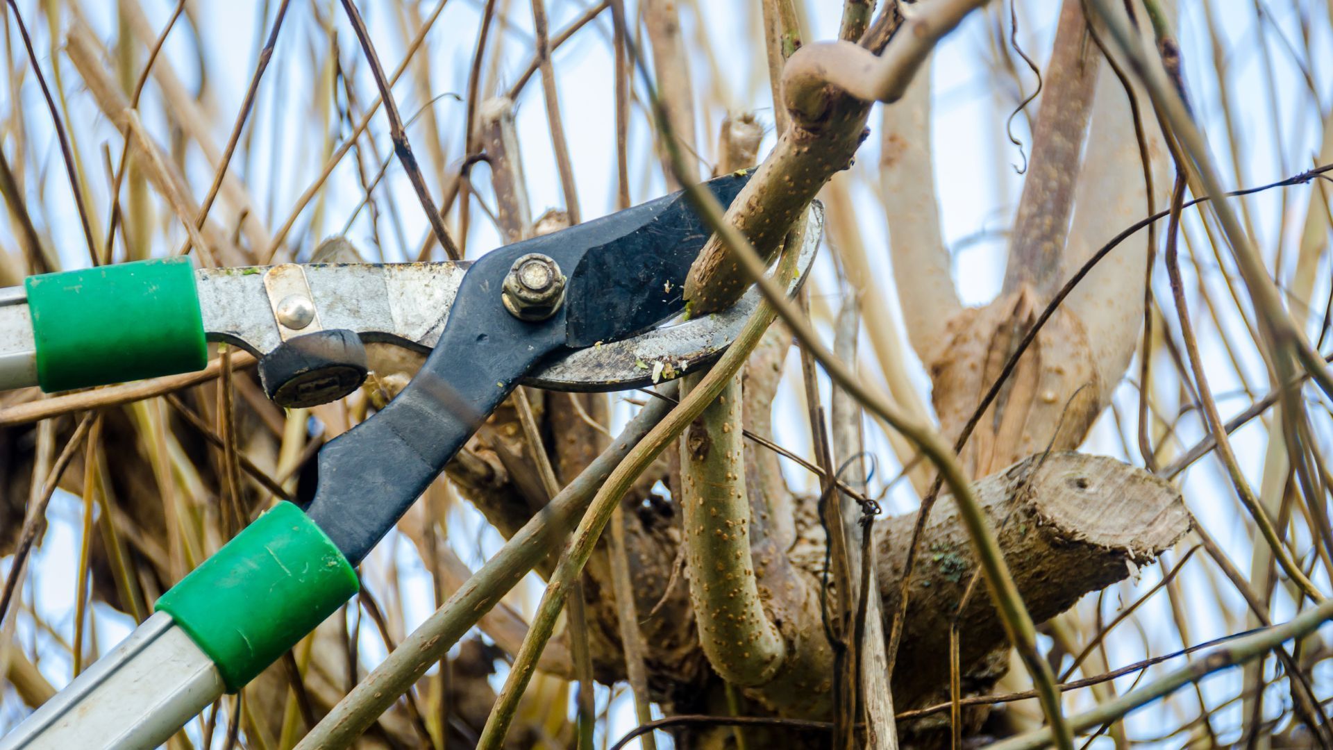 A person is cutting a tree branch with a pair of scissors.