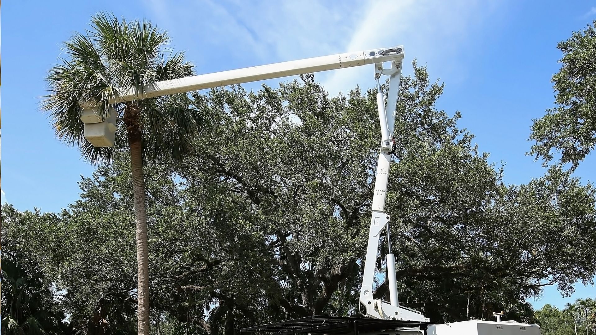 A crane is spraying water on a palm tree.