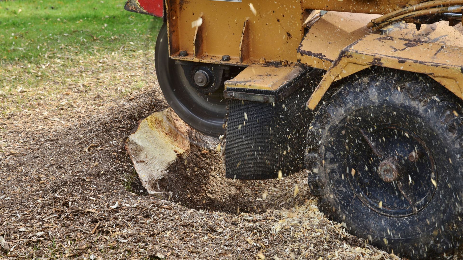 A stump grinder is cutting a tree stump in the ground.