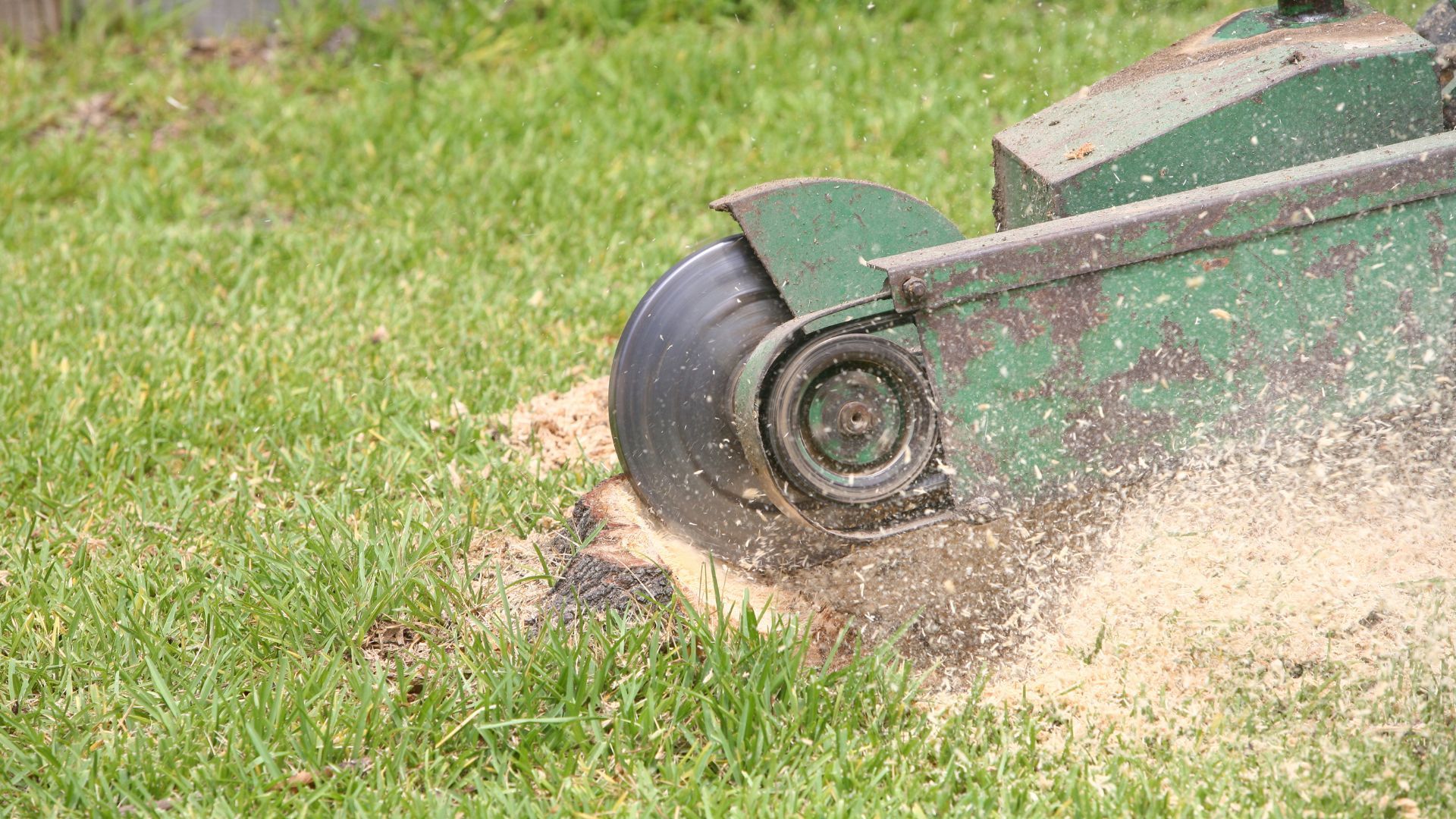 A tree stump grinder is cutting a tree stump in the grass.