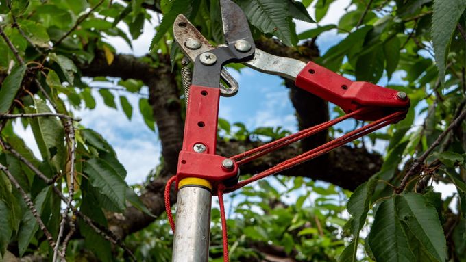 A man is cutting a tree with a pair of scissors.