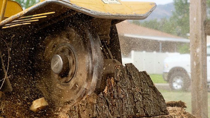 A yellow stump grinder is grinding a tree stump in a lawn.