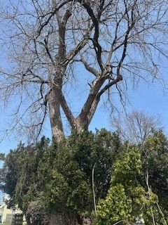 A large tree without leaves is surrounded by other trees in a park.