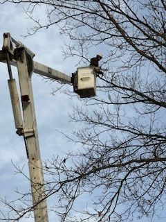 A man is cutting a tree with a bucket on a crane.