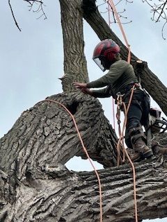 A man is cutting a tree branch with a chainsaw.