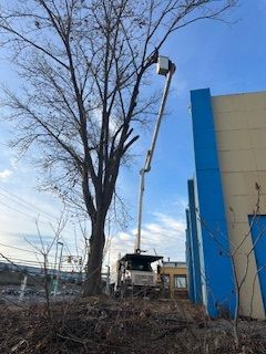 A crane is cutting a tree in front of a building.