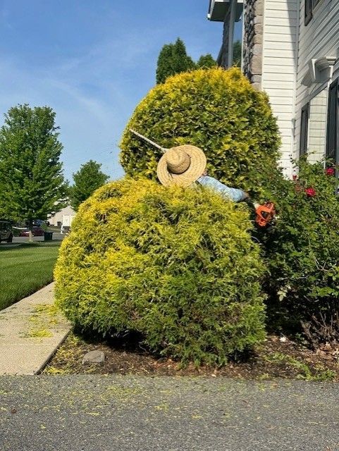 A person wearing a straw hat is trimming a bush