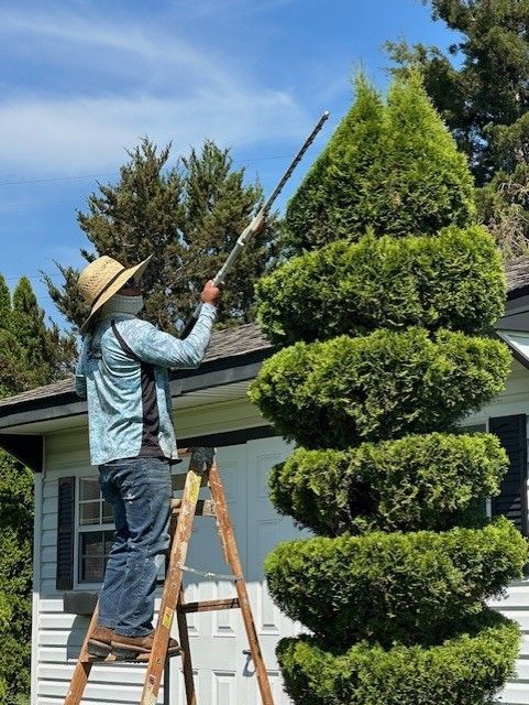 A man is standing on a ladder cutting a tree