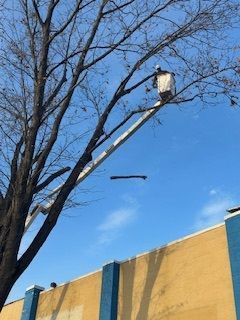 A man in a bucket is cutting a tree in front of a building