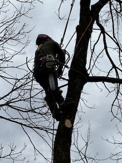 A man is climbing a tree with a chainsaw.