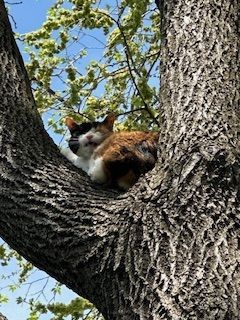 A cat is sleeping in a tree branch.