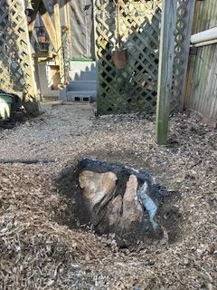 A tree stump grinder is cutting a tree stump in a yard.