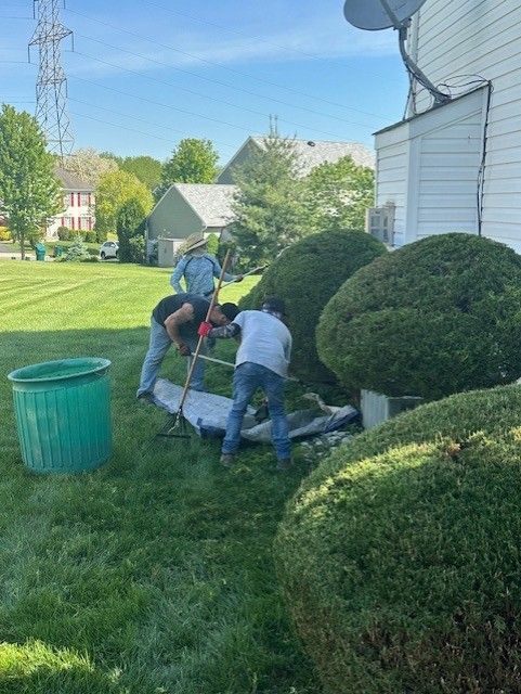A man is cutting a tree with a pair of scissors.