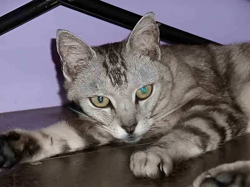 A Cat With Green Eyes Is Laying Down On A Table  — Homebush Boarding Kennels & Cattery In Homebush, QLD