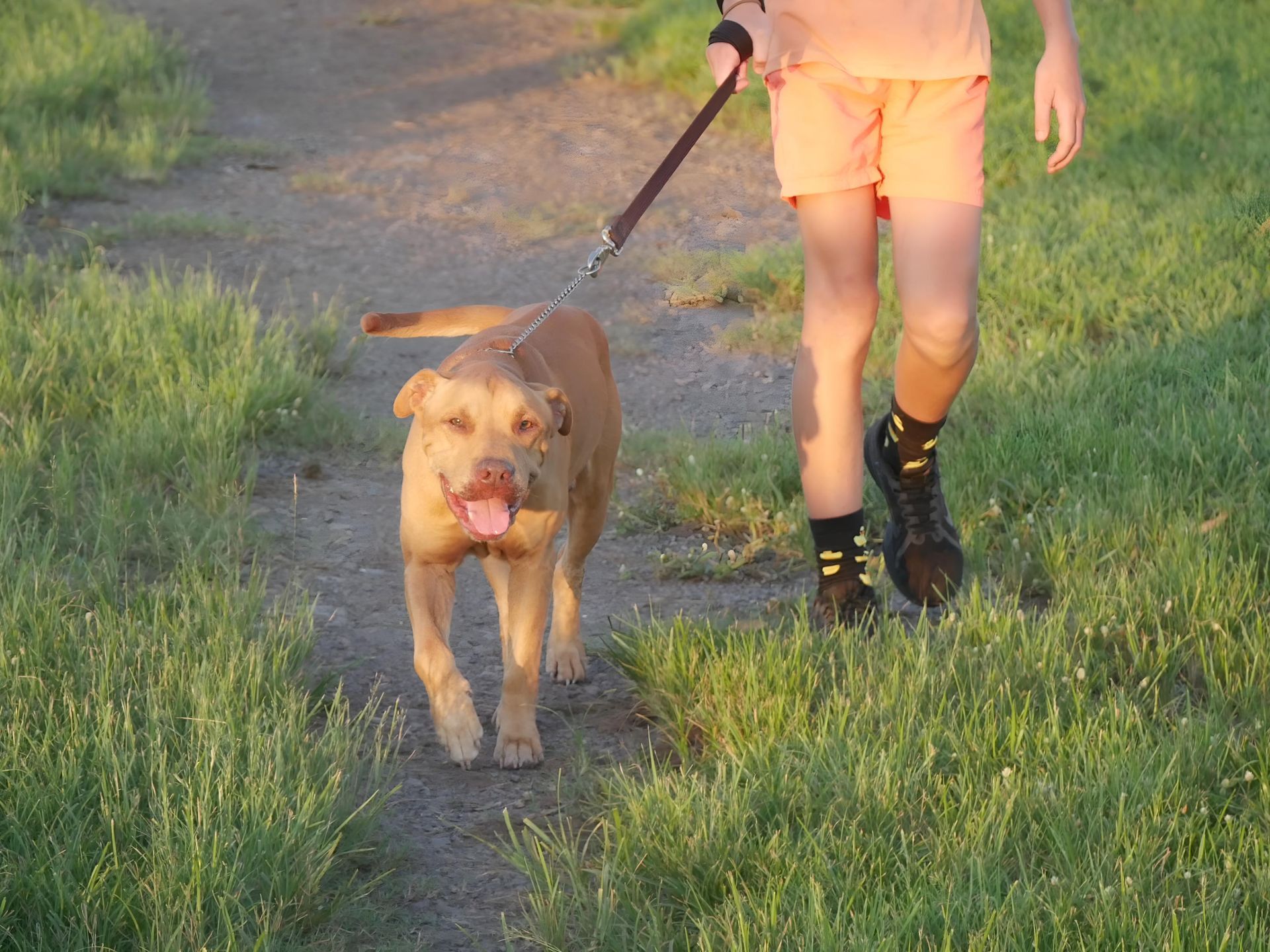 A Dog Walking With a Person