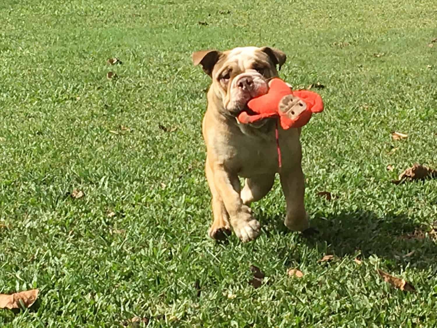 Bulldog Running on Grass
