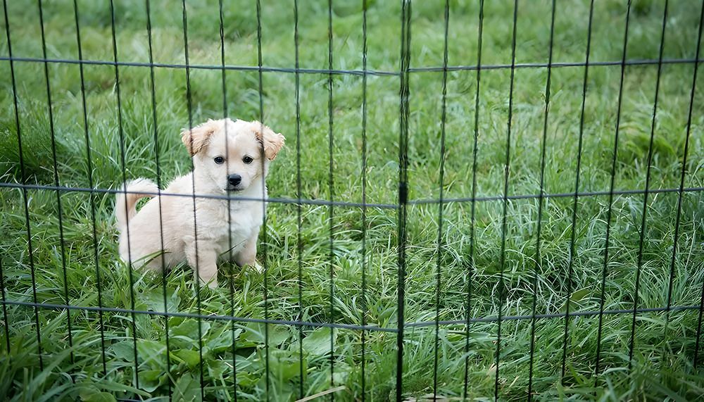 Beige Puppy Sitting Behind a Wire Fence in a Grassy Area