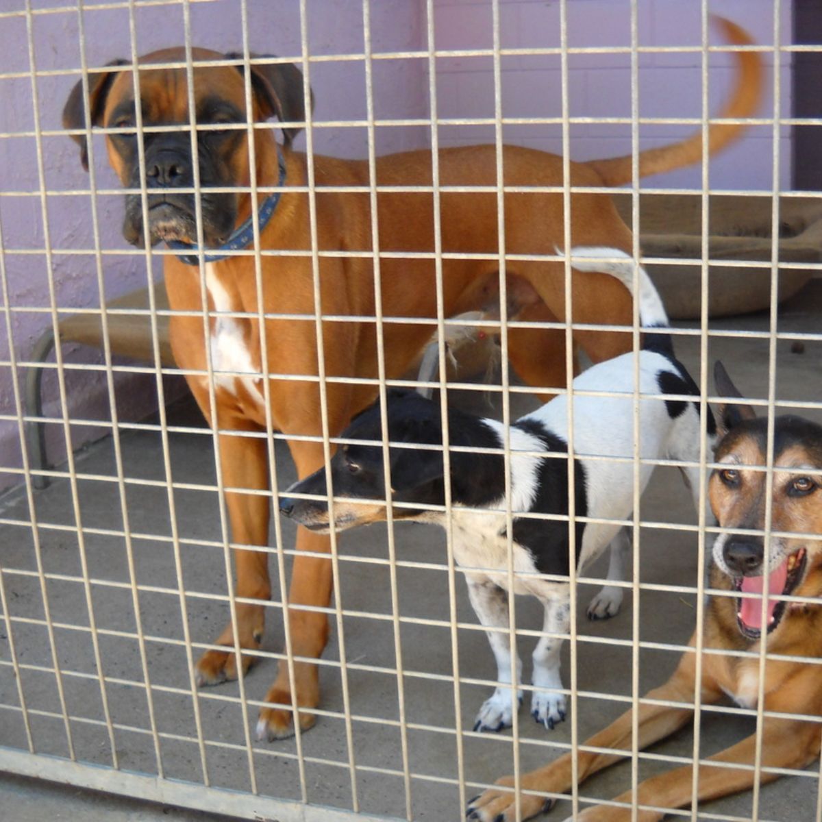 Three Dogs Are In A Cage — Homebush Boarding Kennels & Cattery In Homebush, QLD