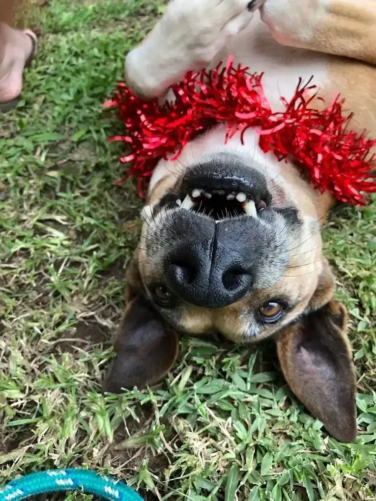 A Dog Wearing A Red Lei Is Laying On Its Back In The Grass — Homebush Boarding Kennels & Cattery In Homebush, QLD