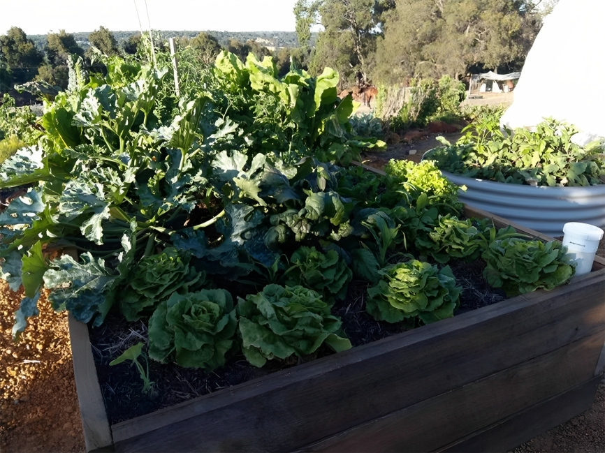Wicking Beds a Smart Way to Grow in Perth's Climate
