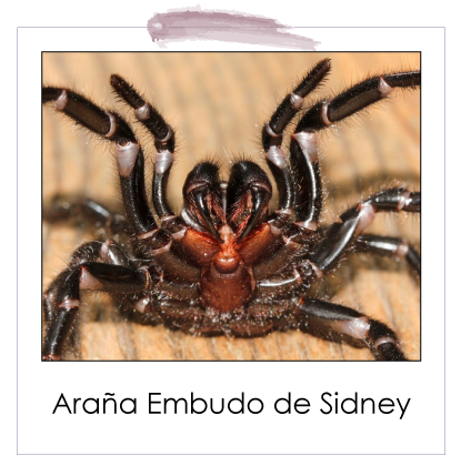 Araña Embudo de Sidney