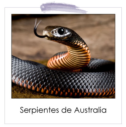 Serpientes Australia