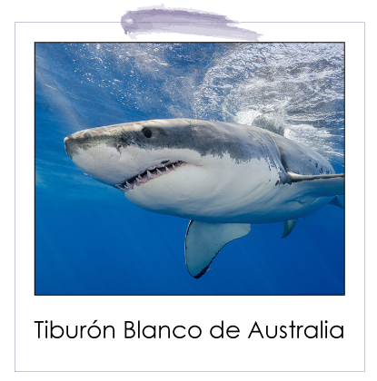 Tiburon Blanco de Australia