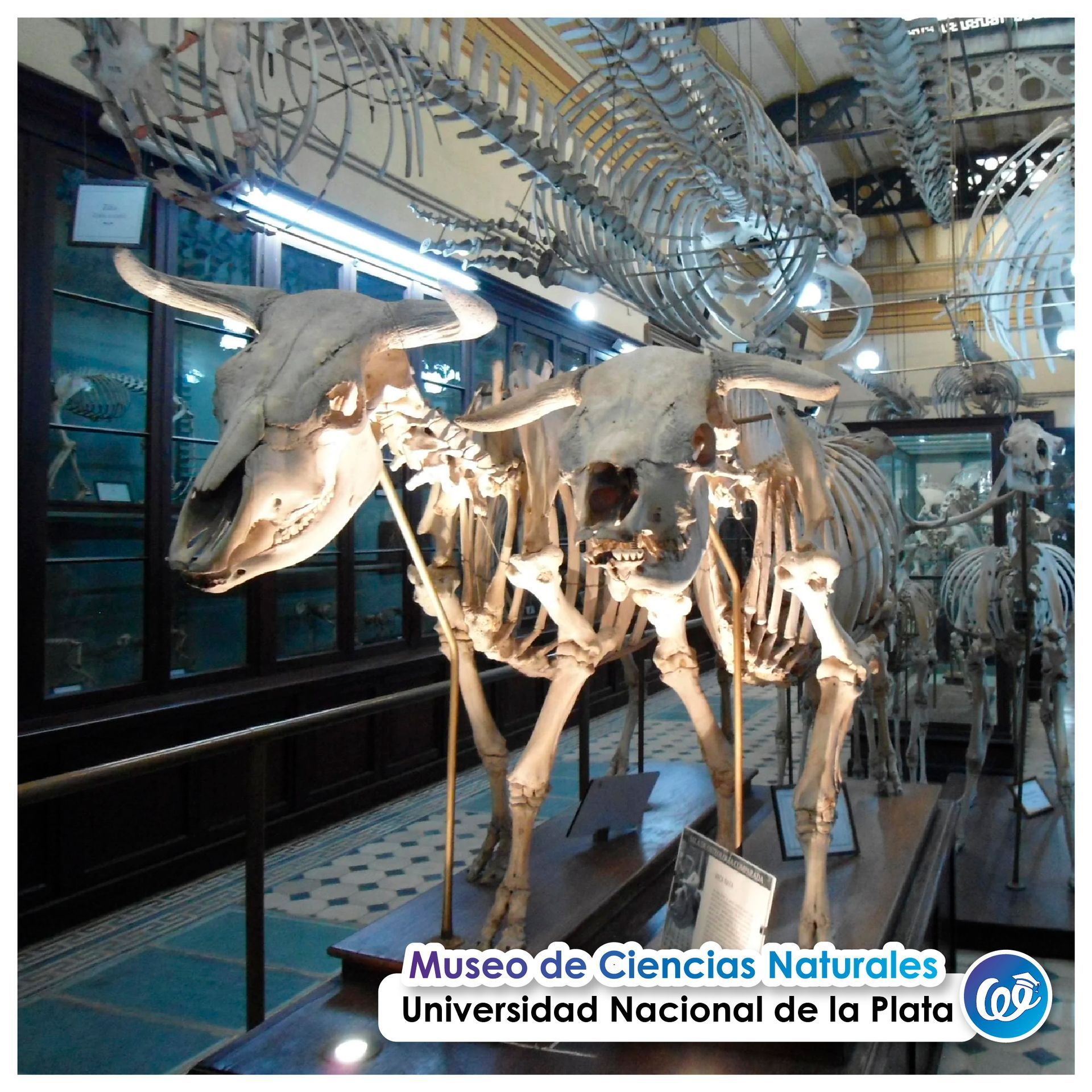 Museo de Ciencias Naturales de la UNLP