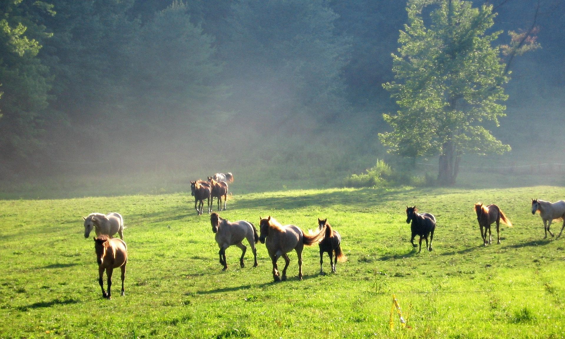 A herd of horses are grazing in a grassy field