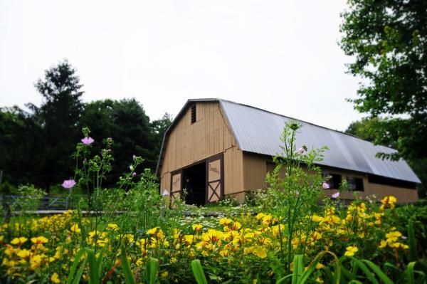 A barn is surrounded by yellow flowers and trees