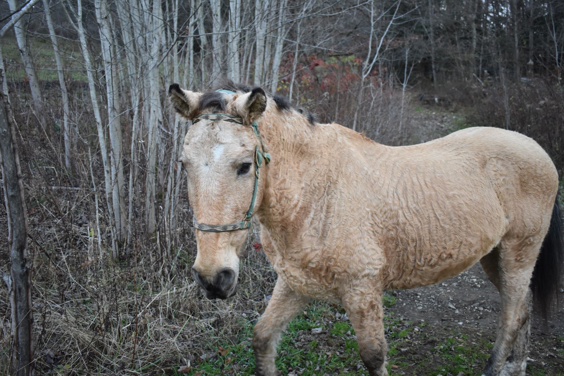 A horse with a bridle is standing in the woods.