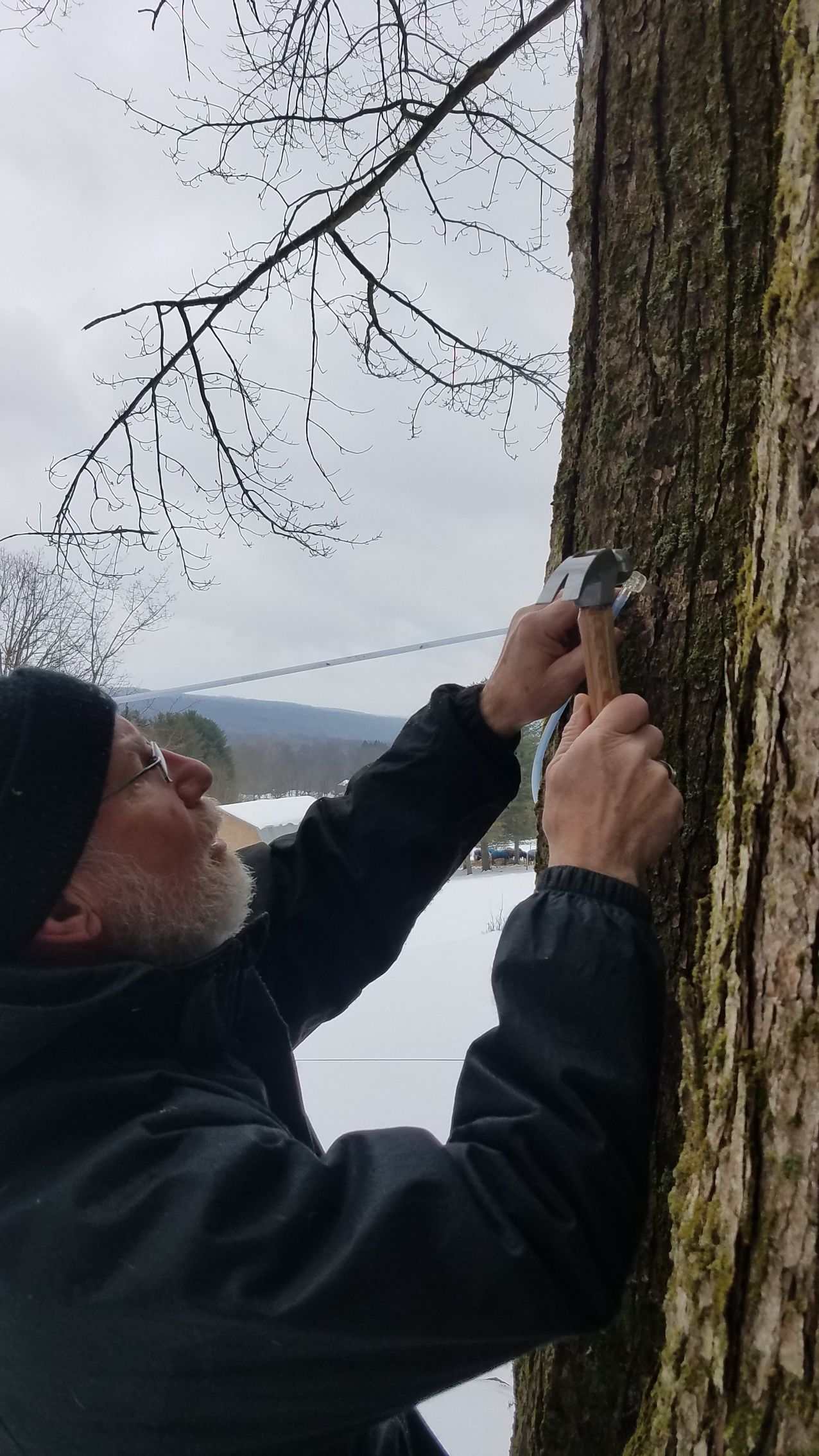 A man is hammering a hole in a tree trunk.