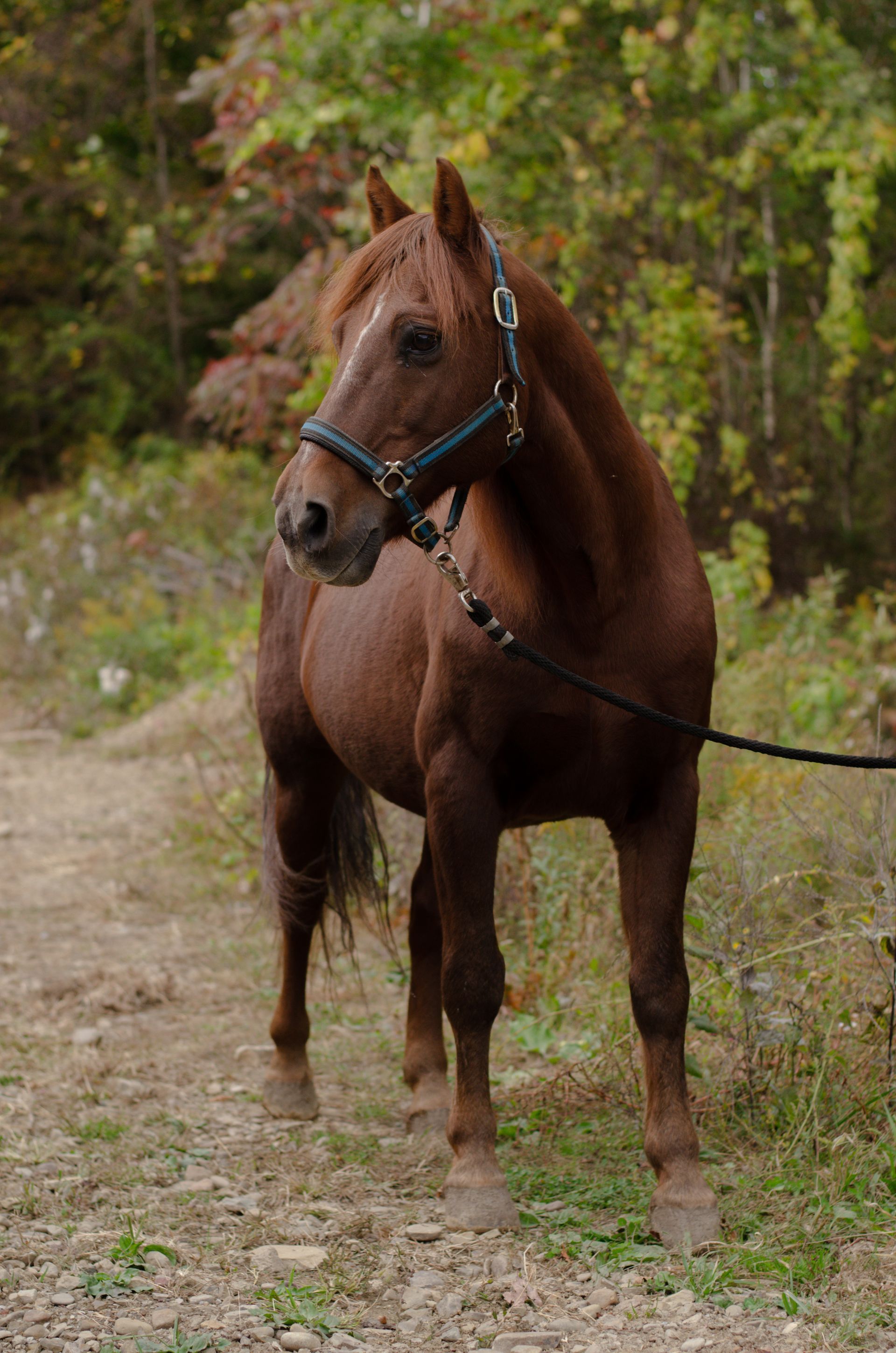 A brown horse with a white spot on its forehead is standing in the dirt.