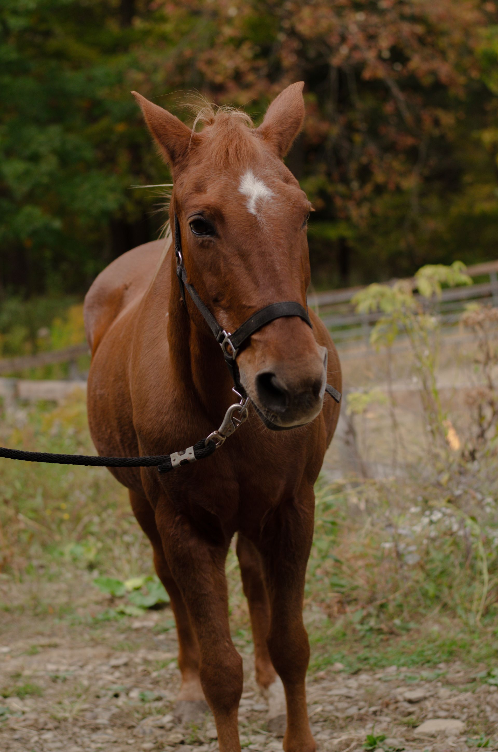 A brown horse with a white spot on its forehead is standing in the dirt.