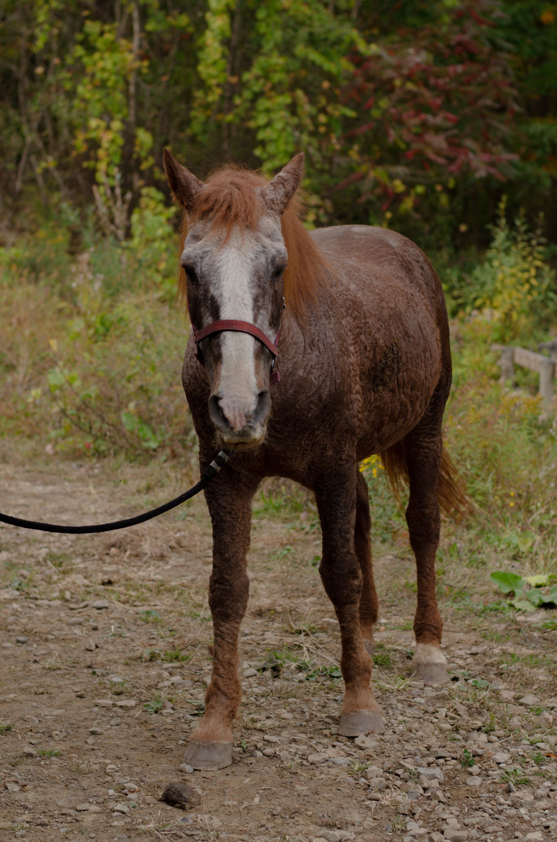 A brown and white horse standing in a grassy field