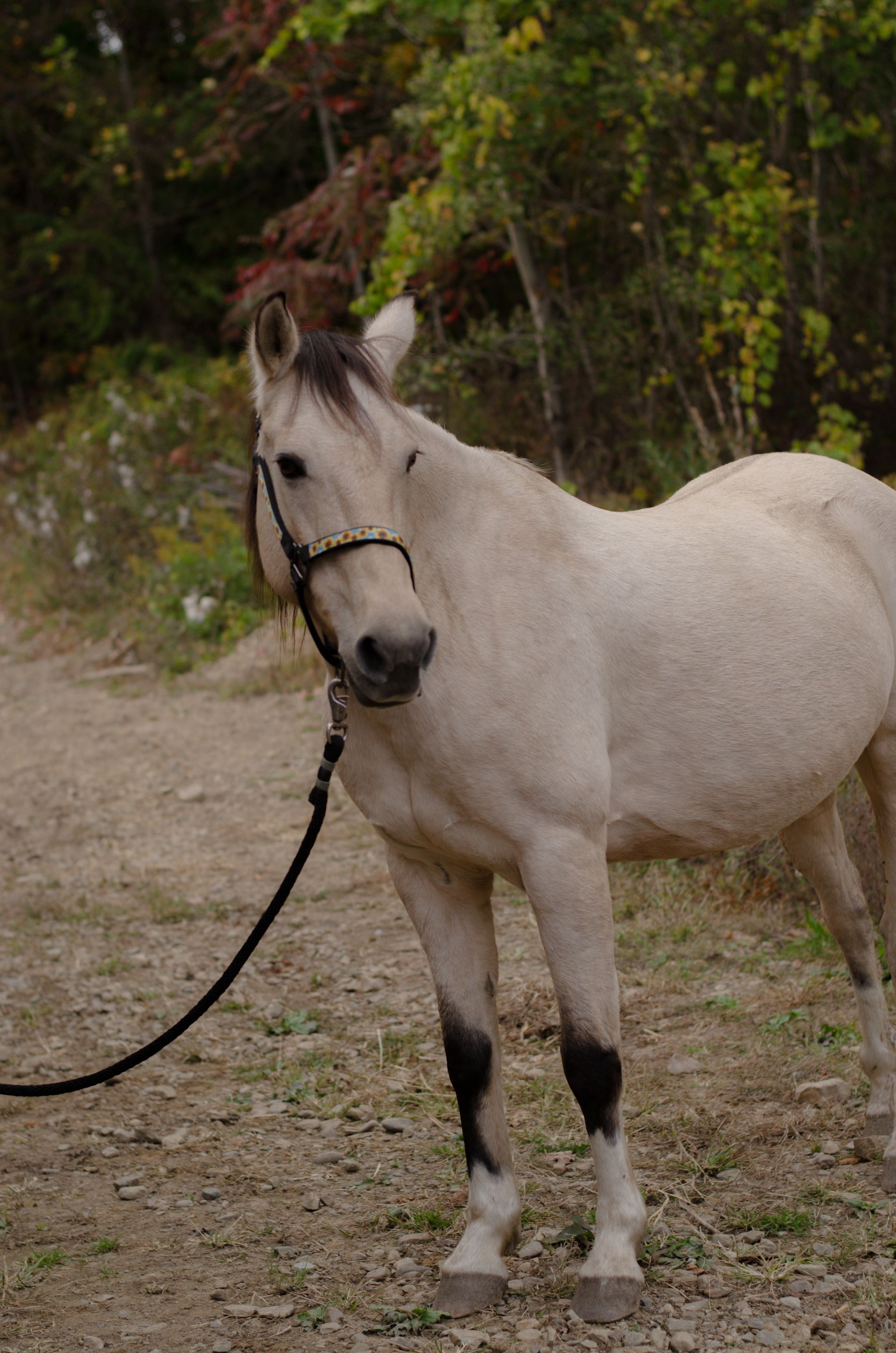 A close up of a horse standing in a field